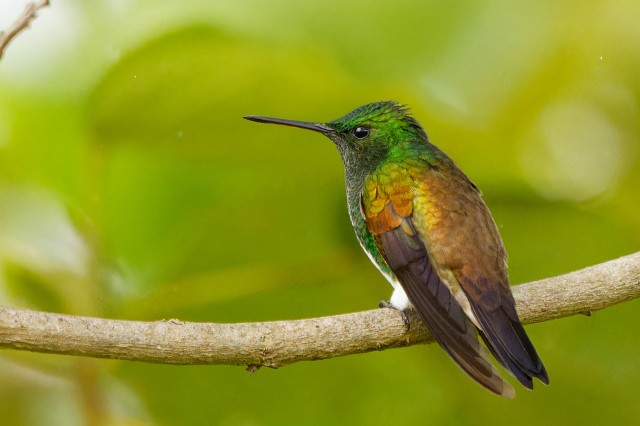 Snowy-bellied Hummingbird.5761