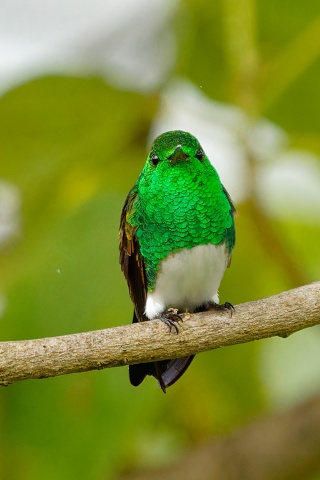 Snowy-bellied Hummingbird.5788