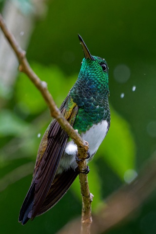 Snowy-bellied Hummingbird.6133