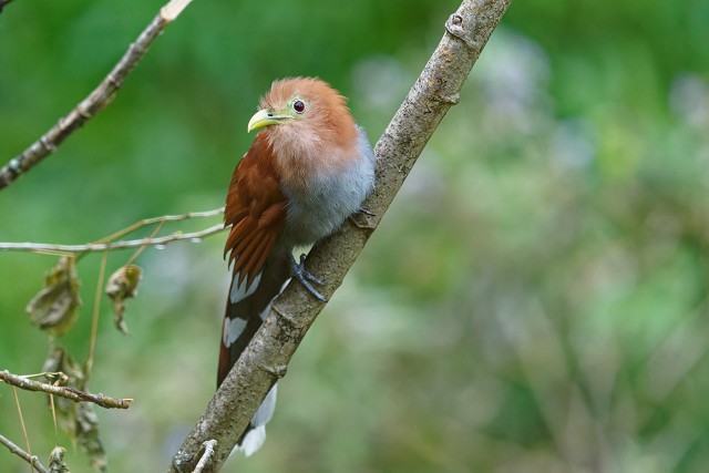 Squirrel Cuckoo.6194