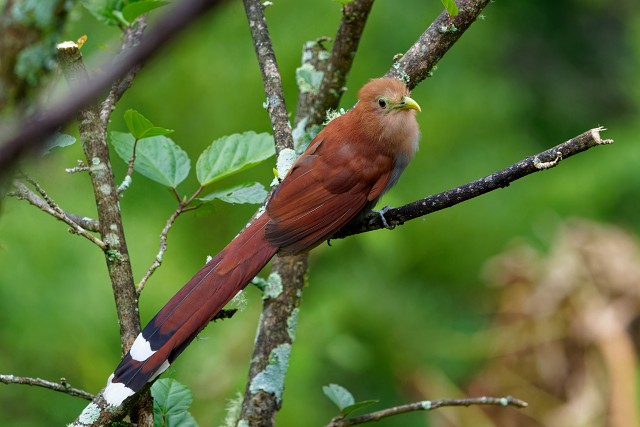 Squirrel Cuckoo.6220