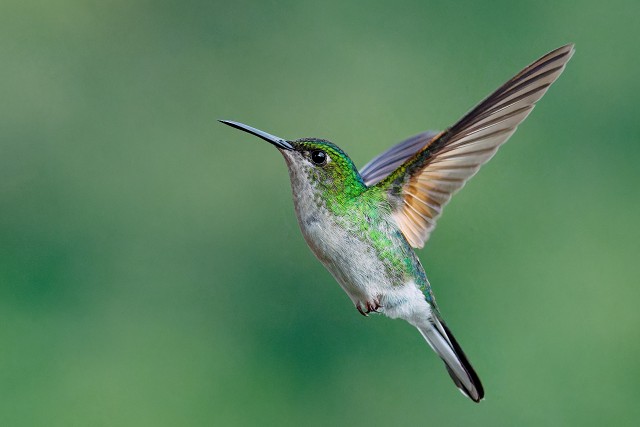 Striped-tailed Hummingbird.5249