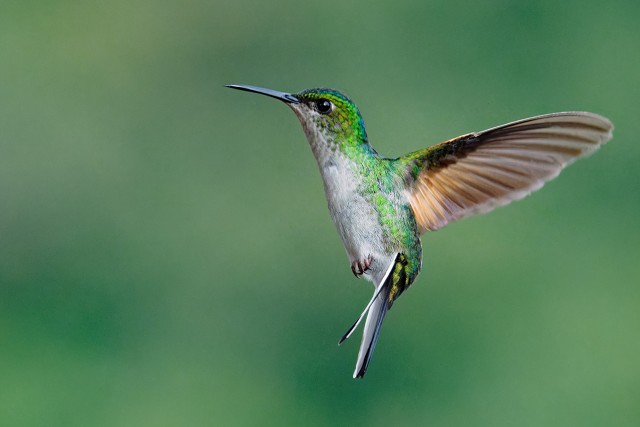 Striped-tailed Hummingbird.5250