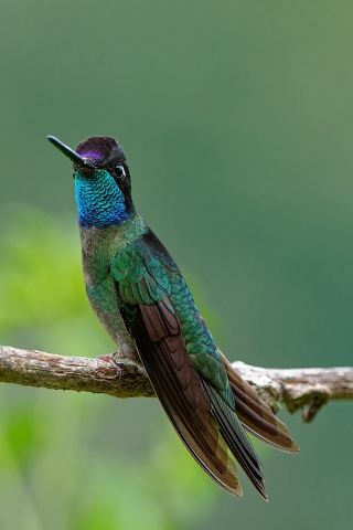 Talamanca Hummingbird.4613