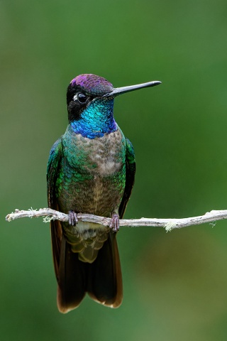 Talamanca Hummingbird.4757