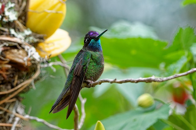 Talamanca Hummingbird.5171