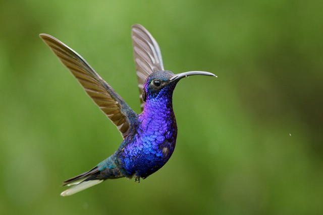 Violet Sabrewing.4540