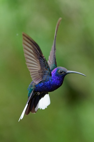 Violet Sabrewing.4571