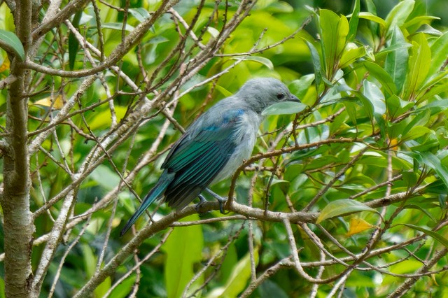 Blue-gray Tanager.6332