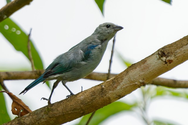 Blue-gray Tanager.6413
