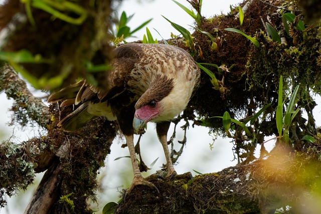 Crested Caracara.6588