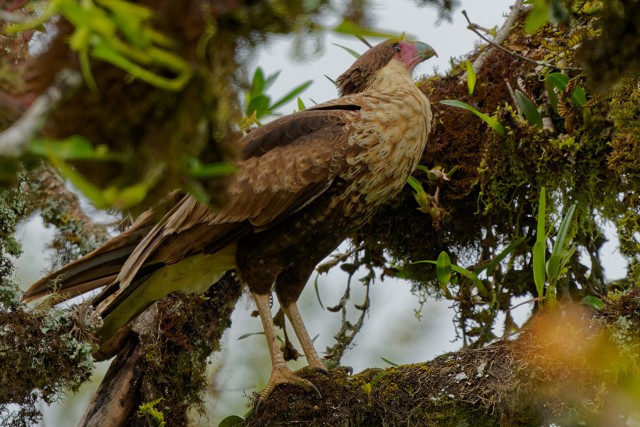 Crested Caracara.6590
