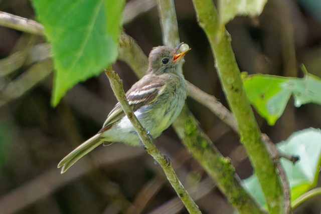Mountain Elaenia.6364