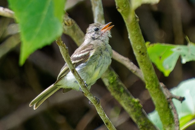 Mountain Elaenia.6374