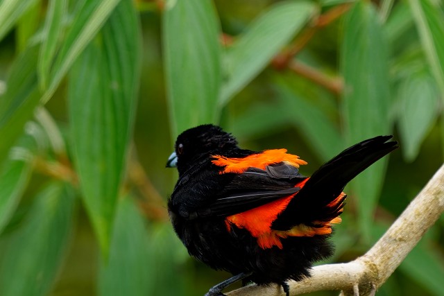 Scarlett Rumped Tanager.6637