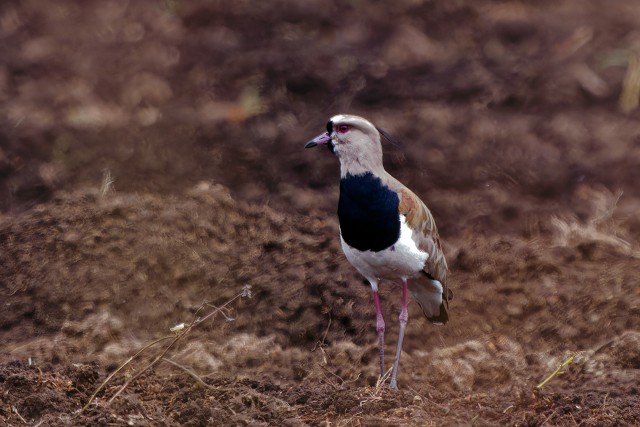 Southern Lapwing.6239