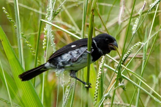 Variable Seedeater.6487