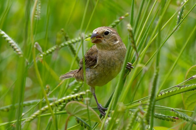 Variable Seedeater.f.6523