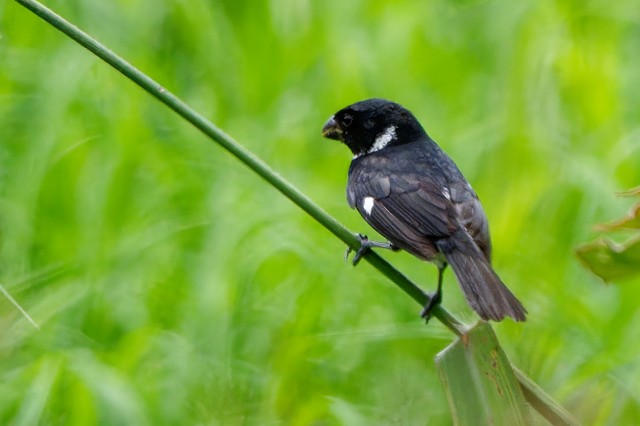 Variable Seedeater.m.6500
