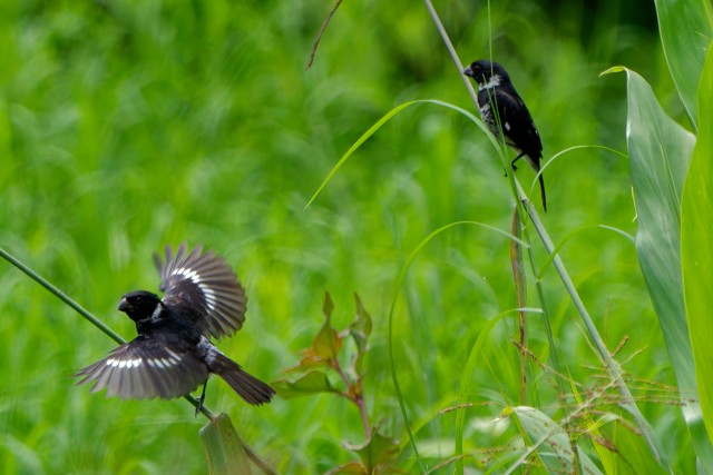 Variable Seedeaters.m.6506