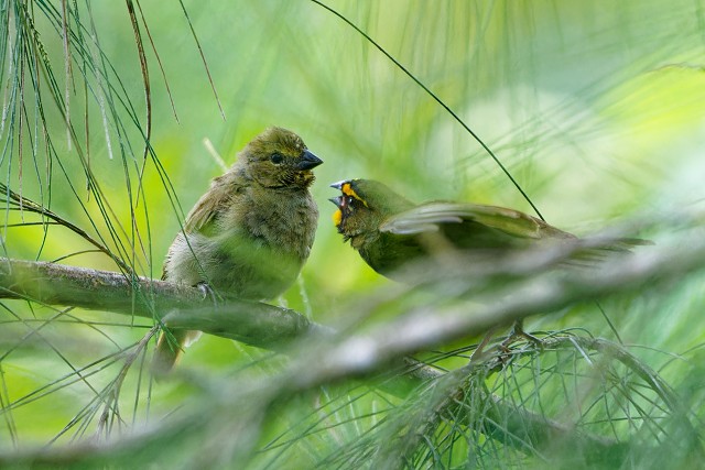 Yellow-faced Grassquit.6260