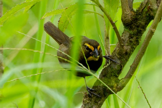 Yellow-faced Grassquit.6567