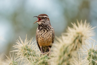 20260210 9364.Cactus Wren