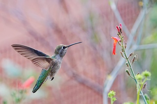 20260210 9421.Annas Hummingbird.f