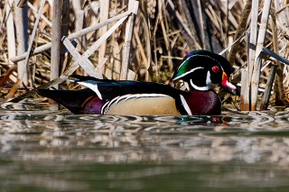 20260327 9873.Wood Duck