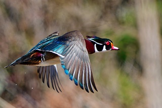 20260327 9882.Wood Duck