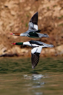 20260327 9930.Common Merganser.pair