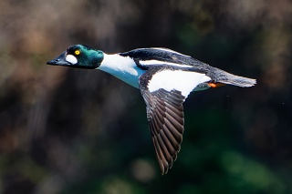 20260327 9972.Common Goldeneye