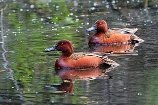 20260416 10285.Cinnamon Teal