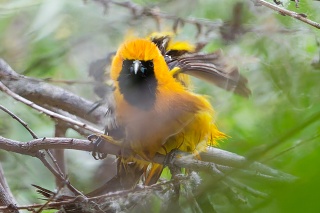 20260416 10546.Hooded Oriole