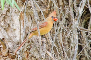 20260416 10695.Northern Cardinal