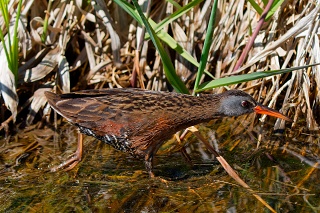 20260521 4851.Virginia Rail
