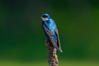 20260521 4904.Tree Swallow