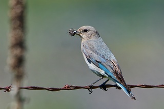 20260521 4938.Mountain Bluebird