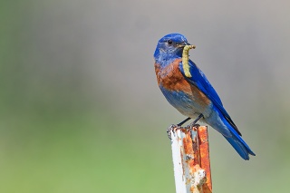 20260521 4979.Western Bluebird
