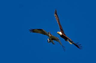 20260604 5575.Eagle Steals Fish Osprey