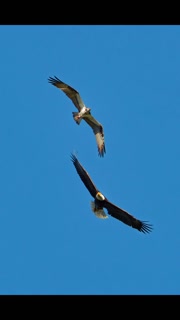 Eagle-osprey.2026-06.mp4
