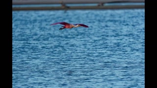 Roseatte Spoonbill.2026-01.mp4