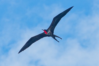 20260510 2497.Great Frigatebird