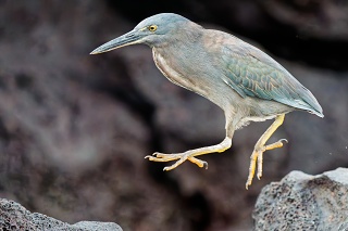 20260510 2597.Lava Heron