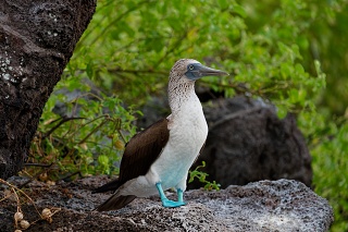 20260510 2609.Blue-footed Booby