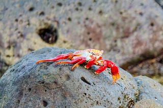 20260511 2712.Sally Lightfoot Crab