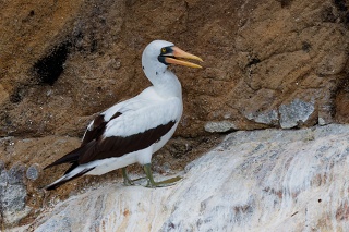 20260511 3247.Nazca Booby