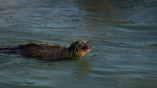 20260513 1738.Marine Iguana