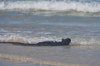 20260514 3609.Marine Iguana