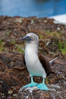 20260514 3731.Blue-footed Booby
